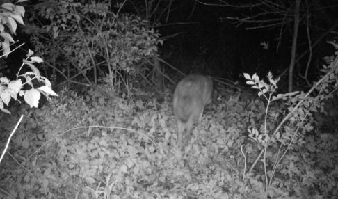 Black and white trailcam photo of the tail and back of a coyote