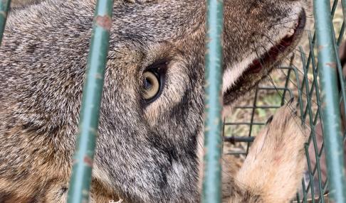 Photo of a coyote in a box trap
