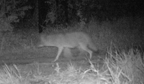 Coyote 38056 before capture
