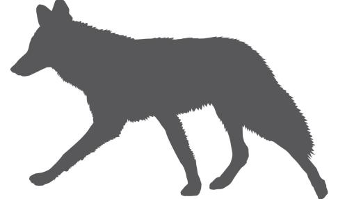 Coyote Silhouette