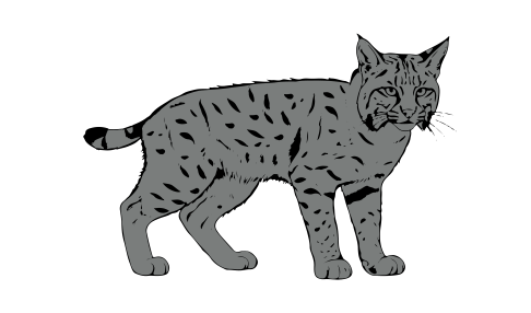 Illustration of a bobcat