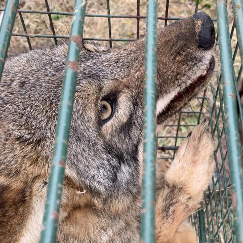 Photo of a coyote in a box trap